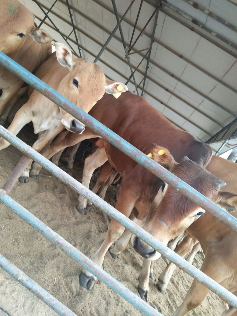 鲁西黄牛犊100~200kg