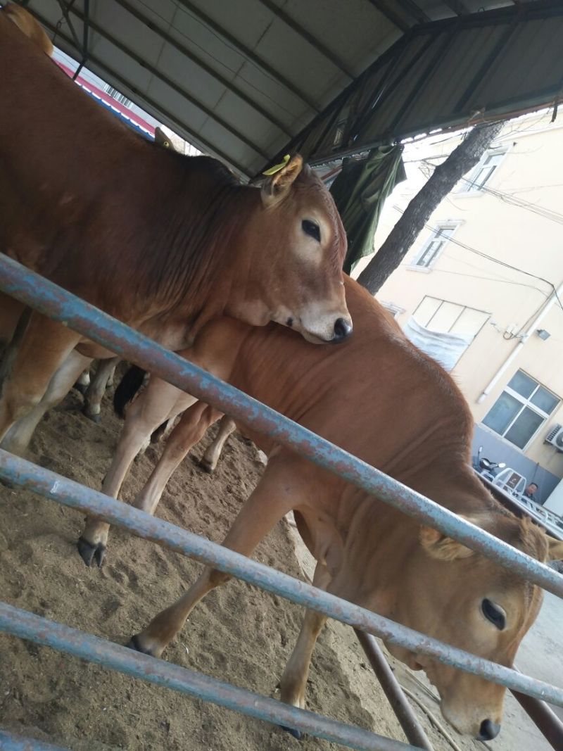 鲁西黄牛犊100~200kg