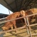 鲁西黄牛犊100~200kg