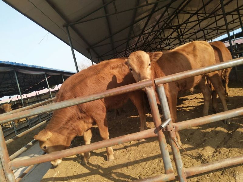 鲁西黄牛犊100~200kg