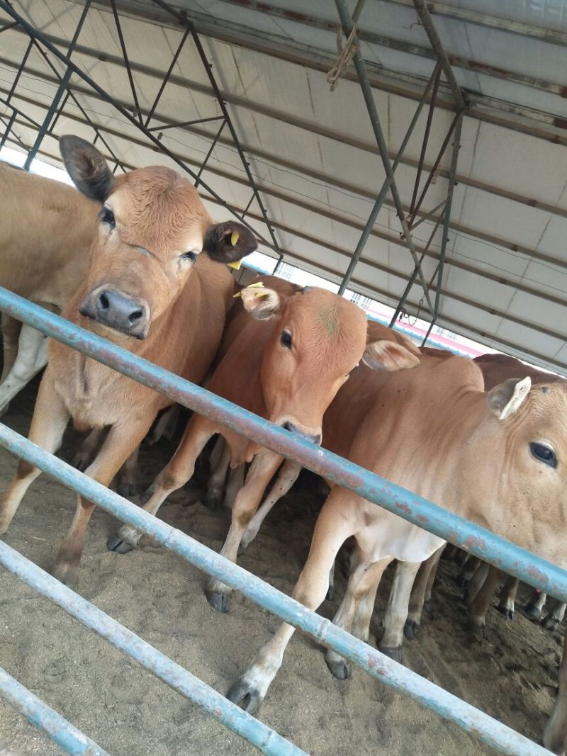 鲁西黄牛犊100~200kg