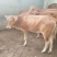 鲁西黄牛犊100~200kg