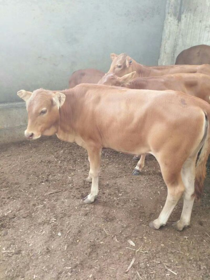 鲁西黄牛犊100~200kg