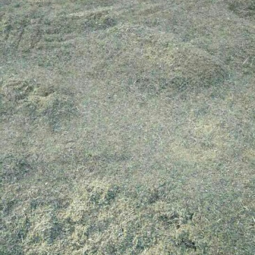 野菊花袋装