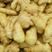 大肉姜3两以上带土大黄姜产地发货常年供应
