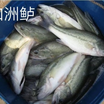 优鲈1号鱼苗