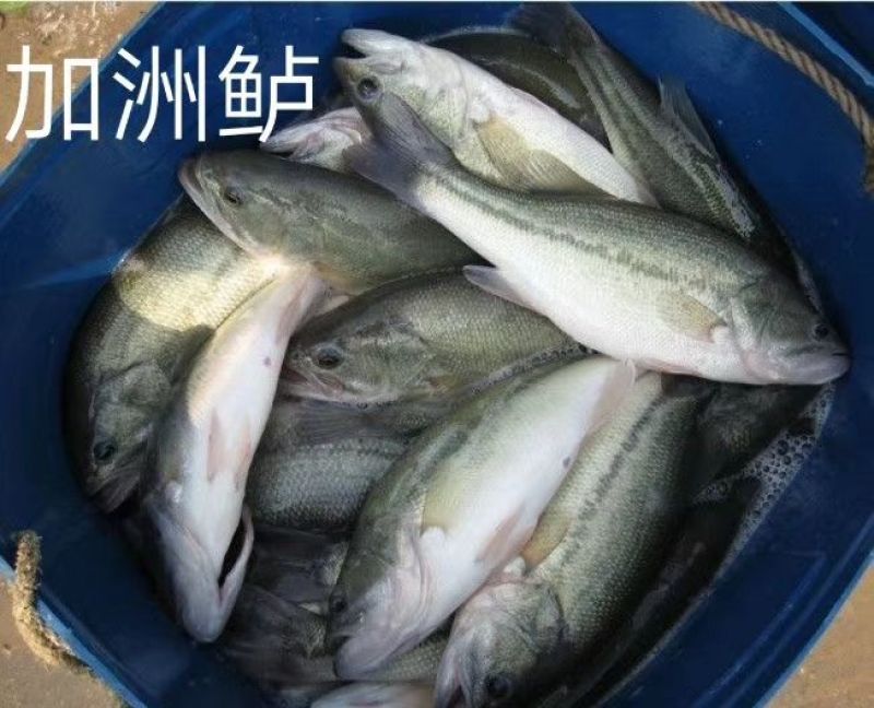 优鲈1号鱼苗