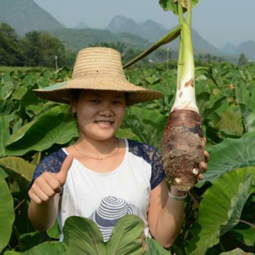 广西荔浦芋头香芋一手货源五斤包邮微商电商代发产地荔浦发