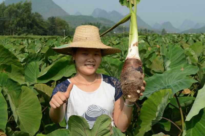 广西荔浦芋头香芋一手货源五斤包邮微商电商代发产地荔浦发
