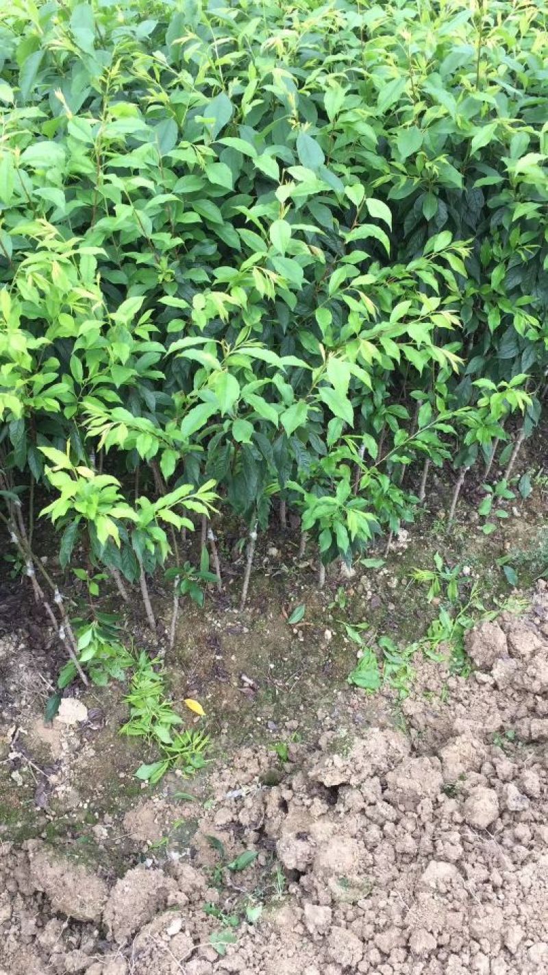 三华李树苗40~50cm