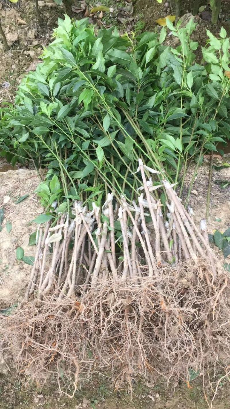三华李树苗40~50cm