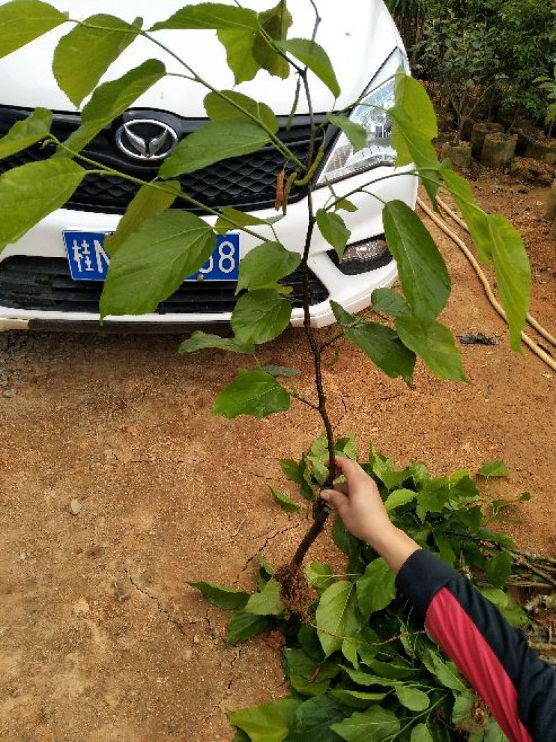 长果桑树苗30~40cm