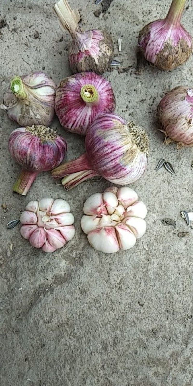 大蒜4.5cm~5cm鲜蒜