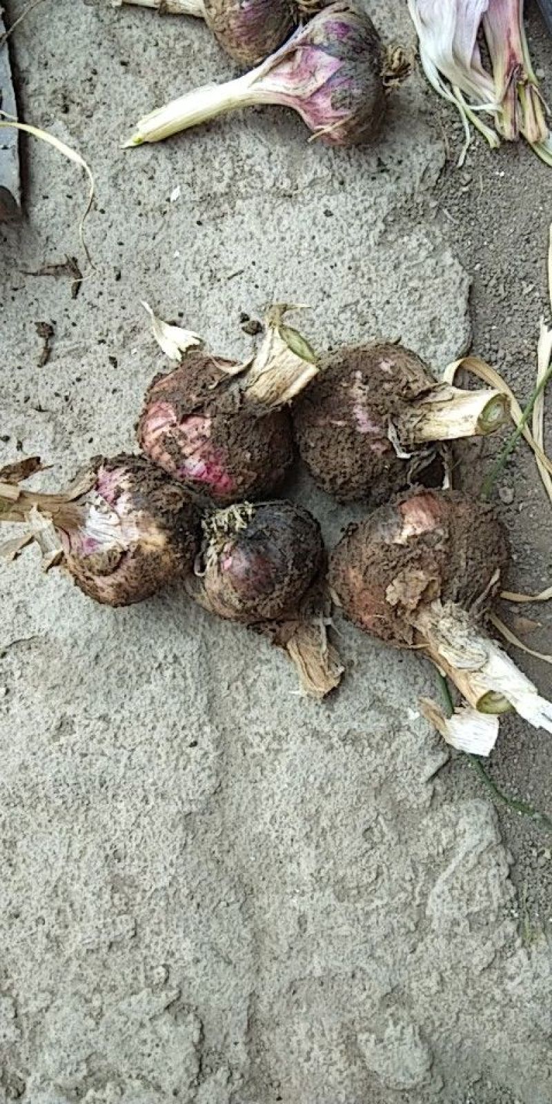 大蒜4.5cm~5cm鲜蒜
