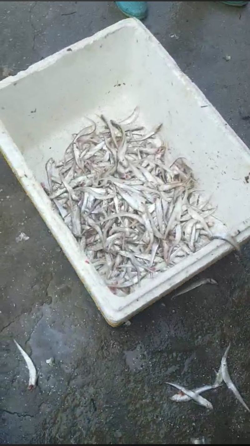 毛刀鱼食用冰鲜鱼