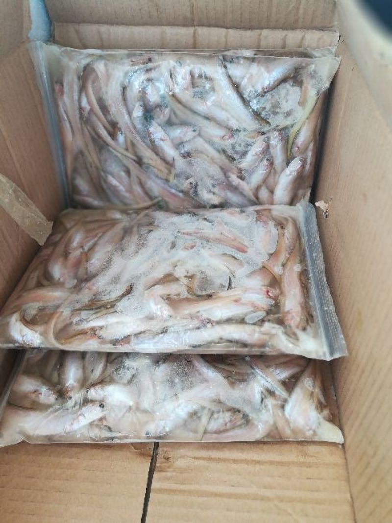 毛刀鱼食用冰鲜鱼