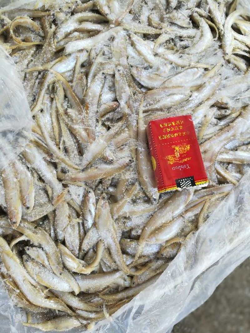 毛刀鱼食用冰鲜鱼