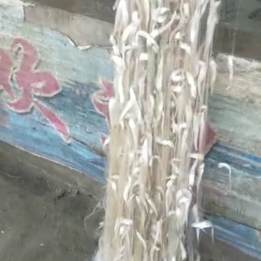 毛刀鱼食用冰鲜鱼