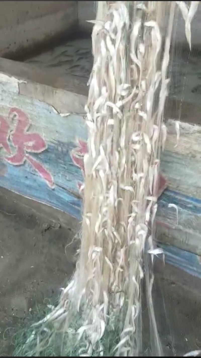 毛刀鱼食用冰鲜鱼