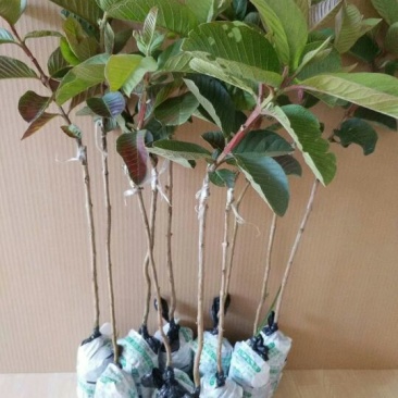 红宝石芭乐苗