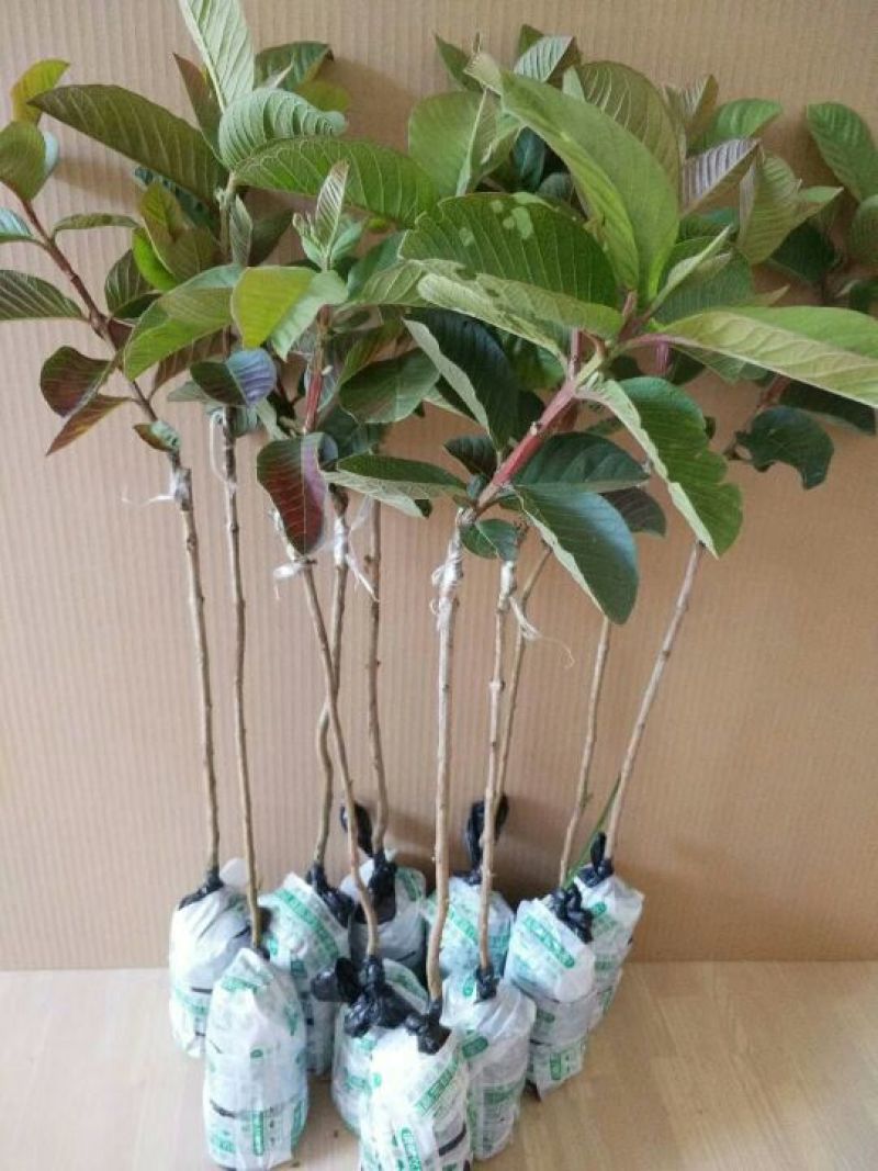 红宝石芭乐苗