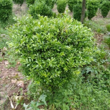黄杨盆景不含盆50~80cm