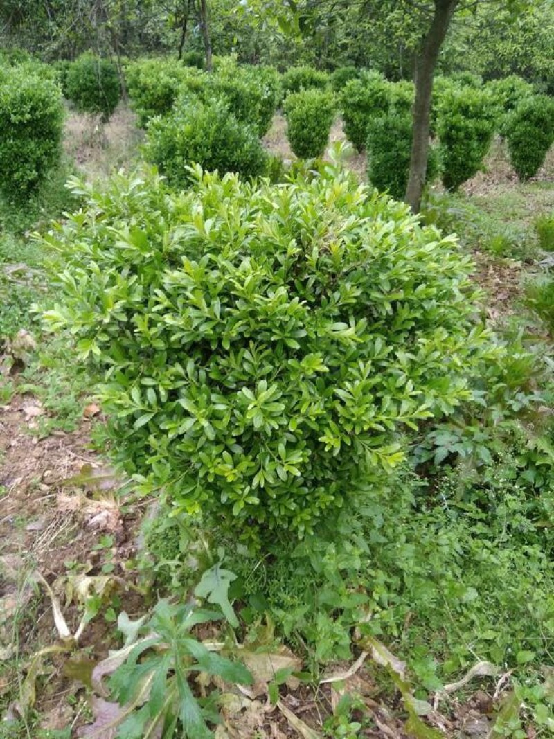 黄杨盆景不含盆50~80cm