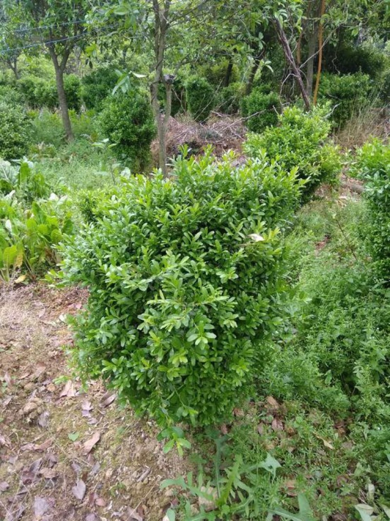 黄杨盆景不含盆50~80cm