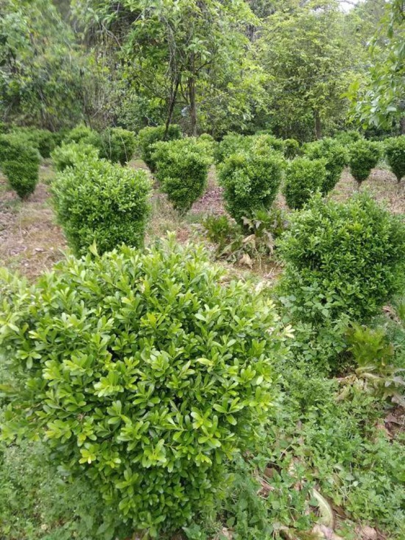 黄杨盆景不含盆50~80cm
