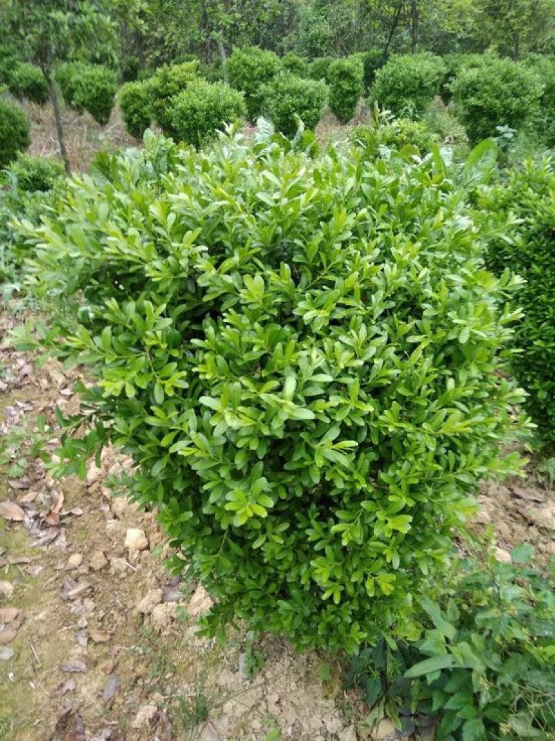黄杨盆景不含盆50~80cm