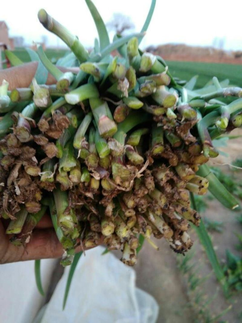 大叶韭菜头茬