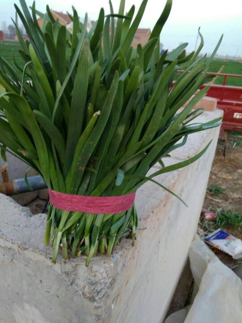 大叶韭菜头茬