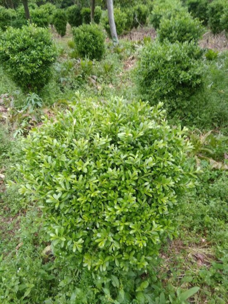 瓜子黄杨球8~10cm20cm以上0.5~1米