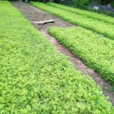 蔷薇花蔷薇苗蔷薇花苗可视频看货选货一亩田线上交易
