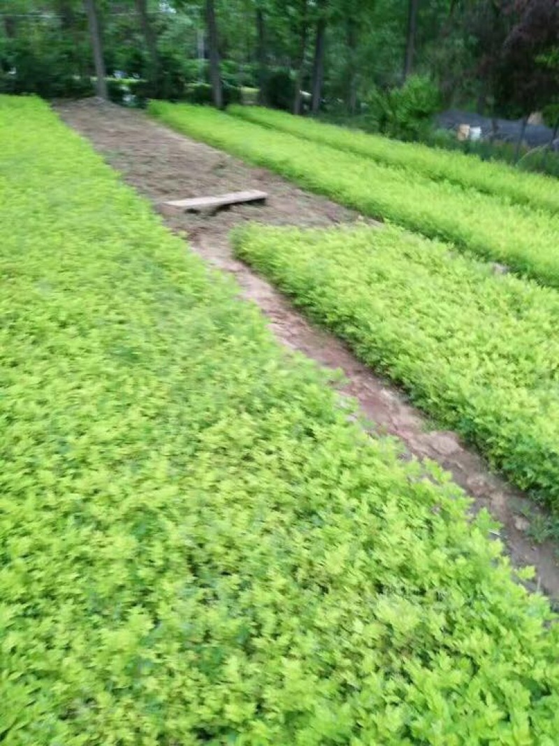 蔷薇花蔷薇苗蔷薇花苗可视频看货选货一亩田线上交易