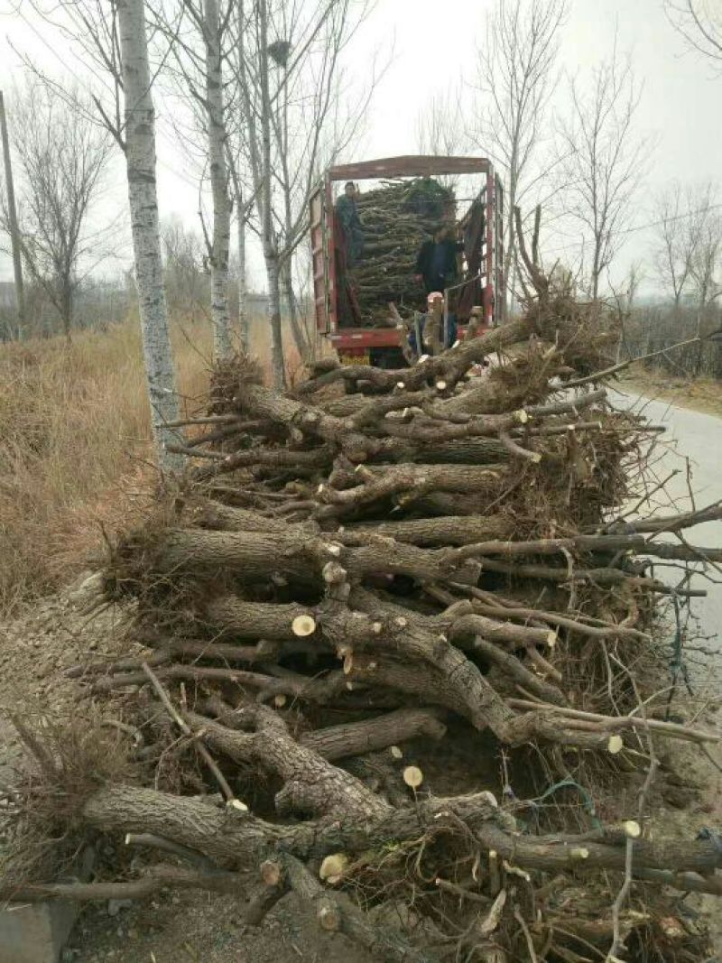 冬枣树苗80~110cm