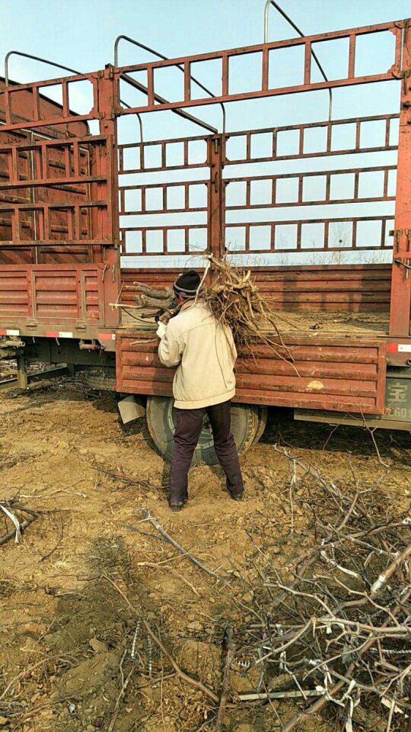 冬枣树苗80~110cm