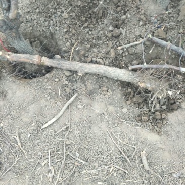 冬枣树苗80~110cm