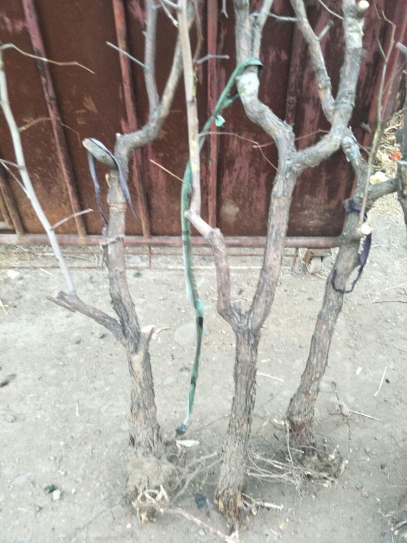 冬枣树苗80~110cm