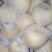 砀山梨纸袋150~200g