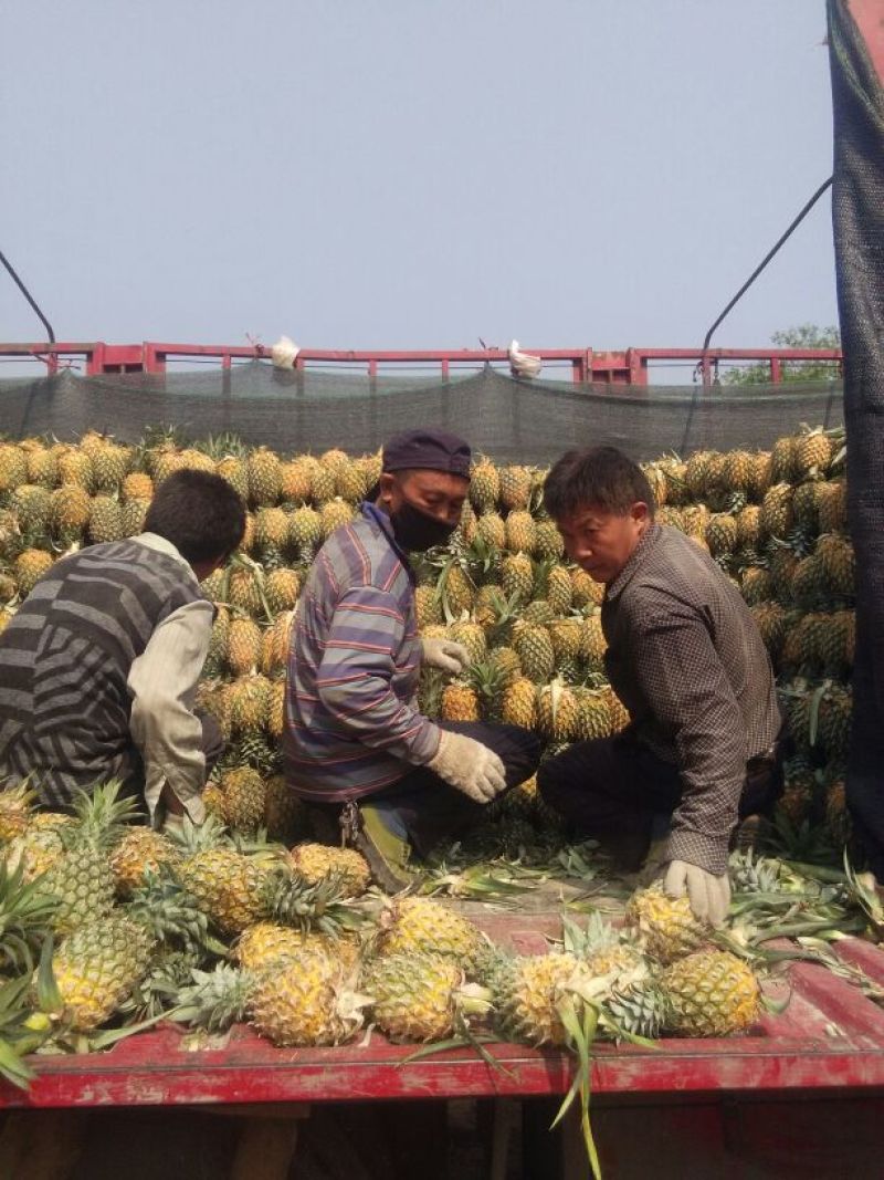 云南香水菠萝一手货源产地直发可一件代发可整车走货