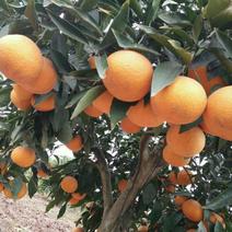 青见柑橘苗基地批发保湿发货品质保证签合同销售