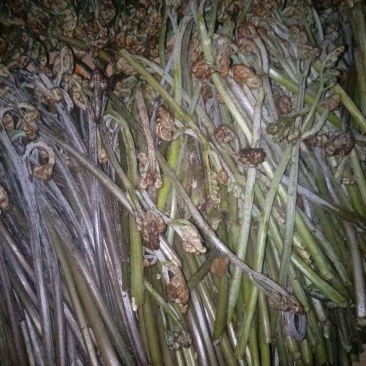 龙爪菜蕨菜，蕨苔，纯野生