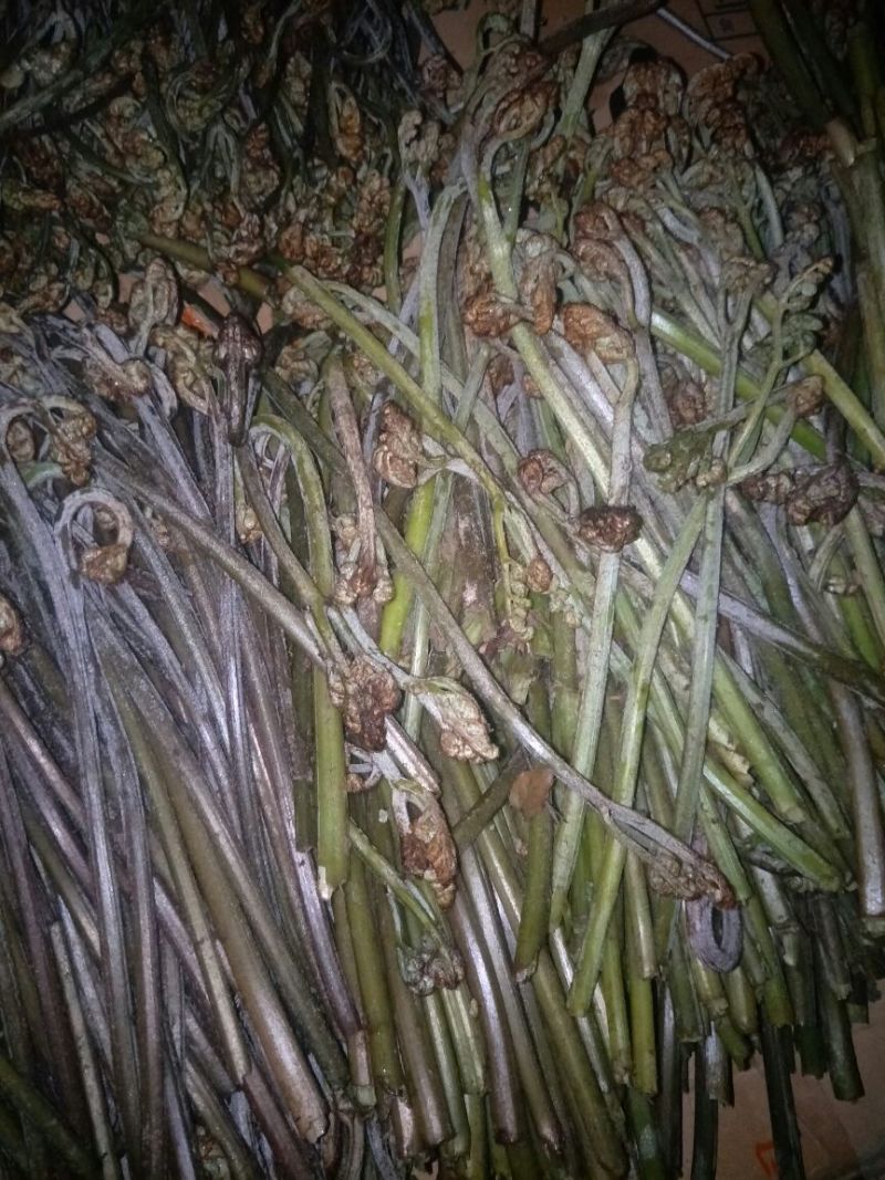 龙爪菜蕨菜，蕨苔，纯野生