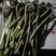 龙爪菜蕨菜，蕨苔，纯野生