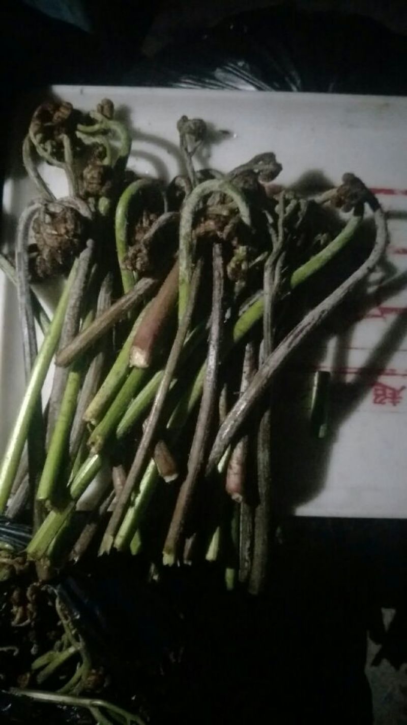 龙爪菜蕨菜，蕨苔，纯野生