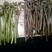 龙爪菜蕨菜，蕨苔，纯野生