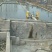 鲟鱼20-50斤/尾，渔场直供，常年批发，包回收