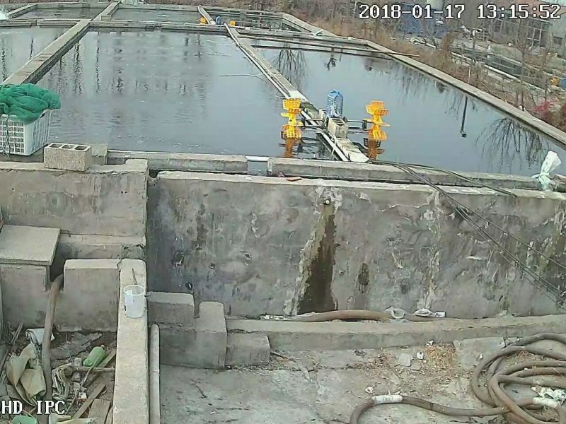 鲟鱼20-50斤/尾，渔场直供，常年批发，包回收