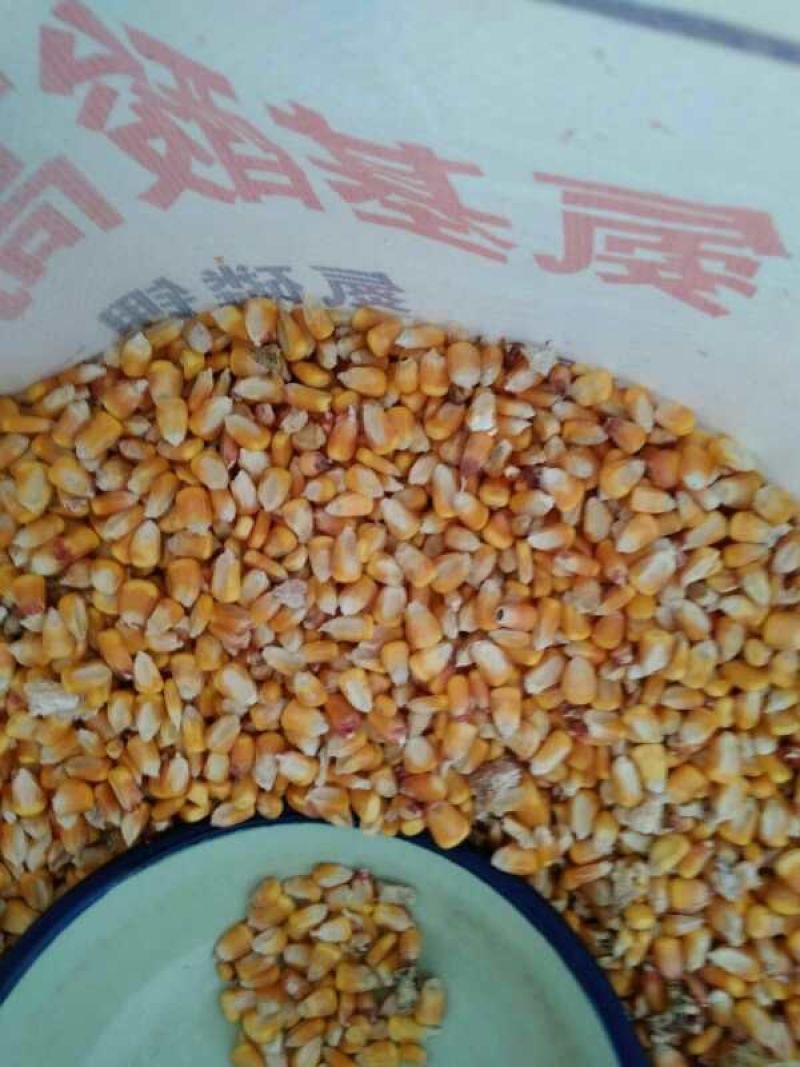 玉米水分14%左右
